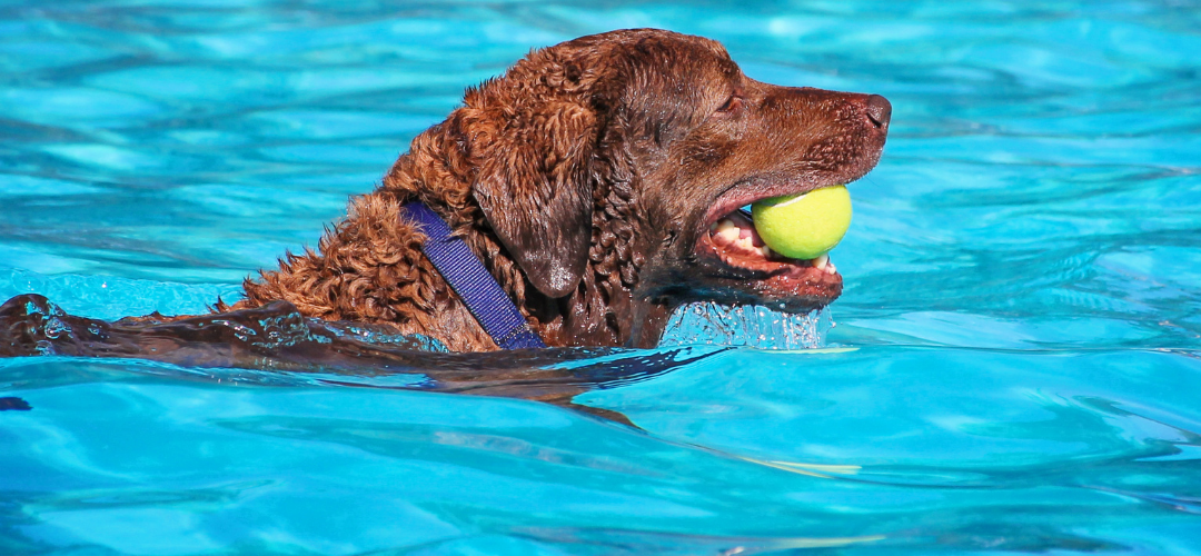 clean pet care facility